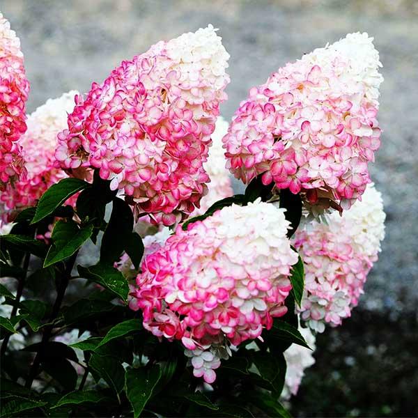 Гортензия метельчатая Little Blossom (Литтл Блоссом) | купить саженцы в  интернет магазине Сады-Эдема